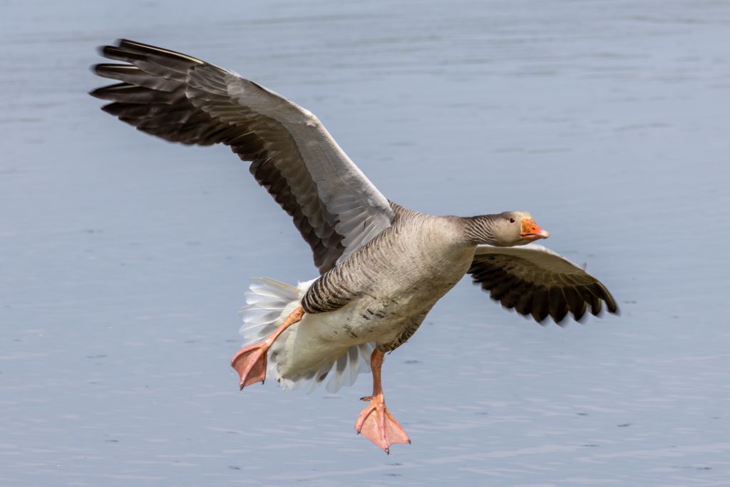 Greylag Goose image 2